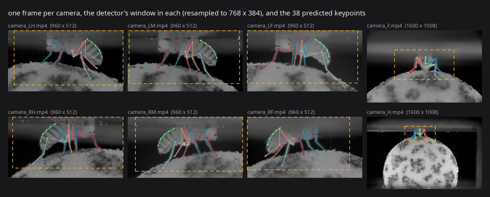 One frame of each octacam camera, with the detector's window and its predicted keypoints