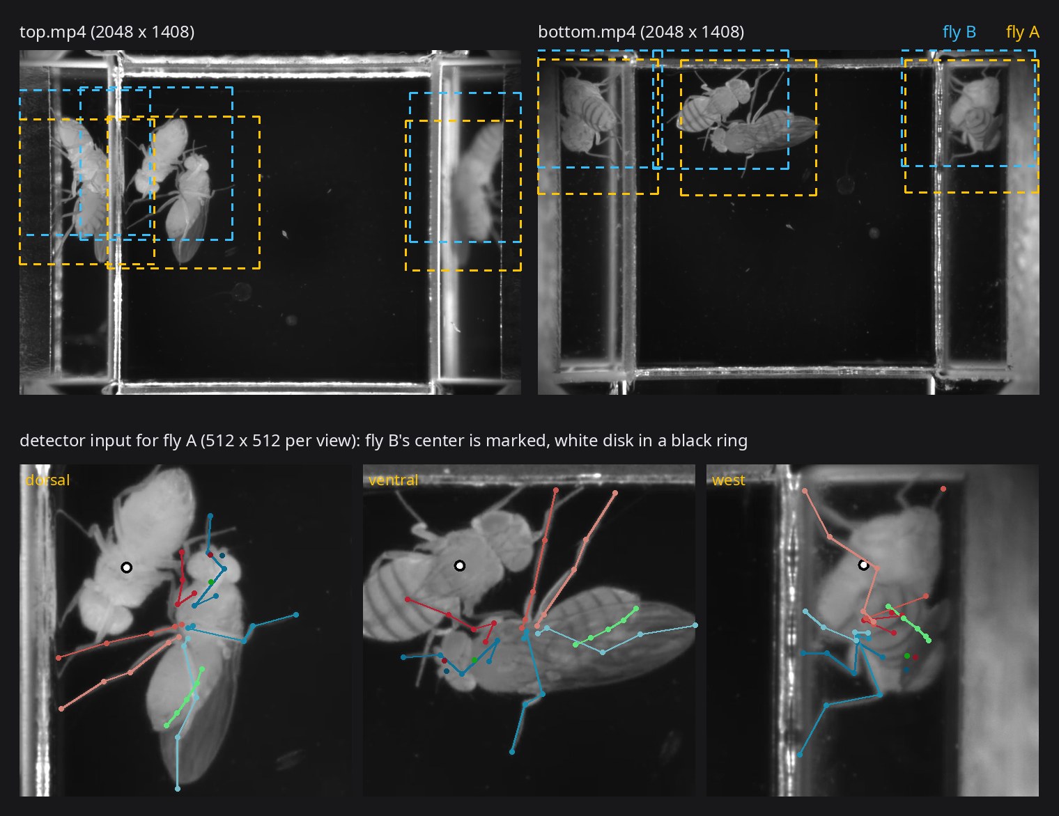 The top and bottom frames of a two-fly recording with each fly's windows, and three of one fly's windows as the detector reads them, the other fly's center marked